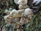 Mycena inclinata image