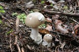 Amanita taiepa image