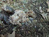 Mycena inclinata image
