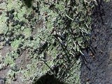 Pilophorus clavatus image