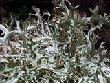 Platismatia stenophylla image