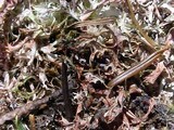 Platismatia stenophylla image