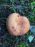 Lactarius volemus image
