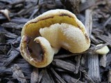 Peziza vesiculosa image