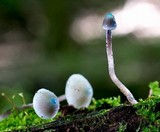 Mycena subcaerulea image