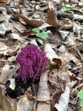 Clavaria zollingeri image