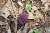 Clavaria zollingeri image