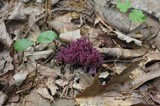 Clavaria zollingeri image