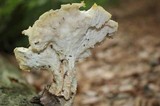 Neolentinus lepideus image