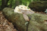 Neolentinus lepideus image
