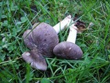 Megacollybia rodmanii image