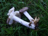 Megacollybia rodmanii image