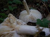 Megacollybia platyphylla image