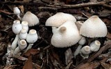 Leucocoprinus cepistipes image