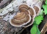 Trametes pubescens image
