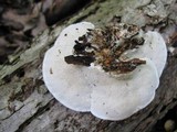 Trametes pubescens image