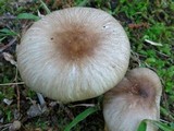 Megacollybia rodmani image