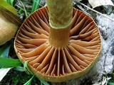 Cortinarius distans image