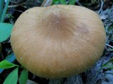 Cortinarius distans image