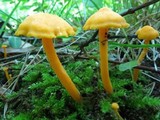 Cantharellus minor image