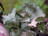 Platismatia glauca image