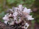 Platismatia glauca image