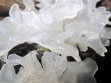 Ophiostoma epigloeum image