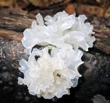 Ophiostoma epigloeum image