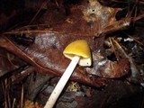 Pluteus flavofuligineus image