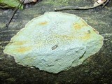 Porpidia albocaerulescens var. albocaerulescens image