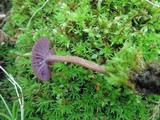 Laccaria amethystina image