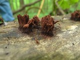Stemonitis splendens image