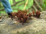 Stemonitis splendens image