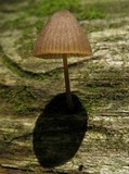 Mycena leptocephala image