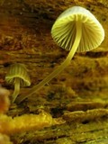 Mycena leptocephala image