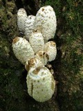 Coprinopsis variegata image