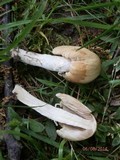 Psathyrella incerta image