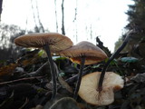 Macrocystidia cucumis image