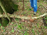 Auricularia angiospermarum image