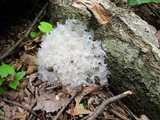 Tremella fuciformis image