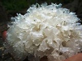 Tremella fuciformis image