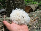 Tremella fuciformis image