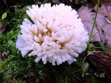 Tremellodendron pallidum image
