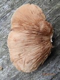 Crepidotus applanatus image