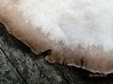 Crepidotus applanatus image