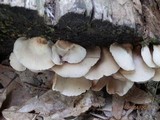 Crepidotus applanatus image
