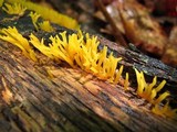Calocera cornea image