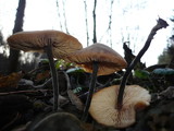 Macrocystidia cucumis image