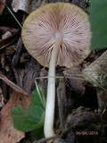 Pluteus leoninus image