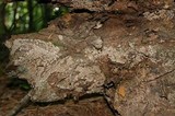Xylobolus frustulatus image
